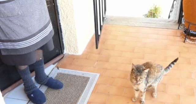  【奶奶】瘦弱老猫流浪多年，因一碗剩饭而“隐居”村庄，每天凌晨叫醒奶奶