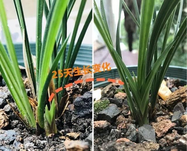  ＂x＂:＂0＂在家自制壮根水，7天浇一次，养出白胖萝卜根！