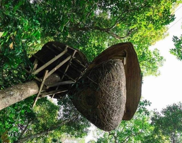 泰国这一“奇葩”餐厅，挂在树上似鸟巢，服务员还要坐索道