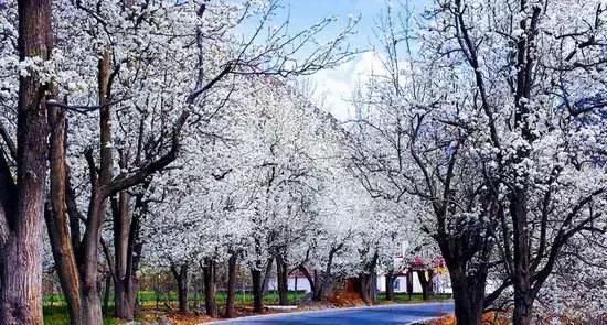 三月,去看中国最美春光