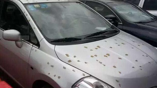 山东突降冰雹，不仅农民遭了秧，就连汽车也掀开了“遮羞布”！