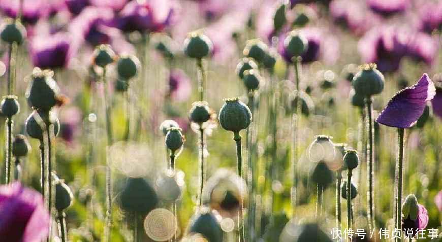  【罂粟】农民大面积种植罂粟, 政府却很支持, 销路都不用愁