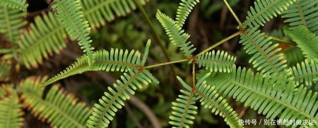  「殊不知」农村山区常见的野草,以前拿来当柴烧,殊不知称为探金草！