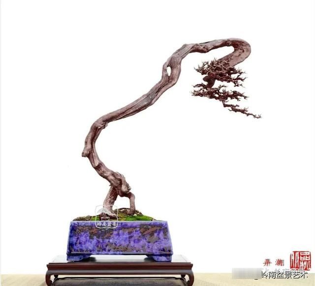 「作品」有年功的盆景，品相好，价值高！
