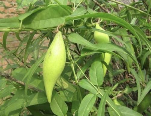  「不少」1种瓜奇特，像翠绿的“鼓包”，被称为“地稍瓜”，碰见别乱摘！