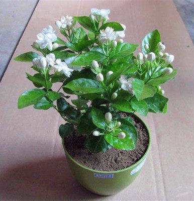  『盆栽植物』建议大家：在农村见此“草”勿扔！养在家里，净化空气又养眼