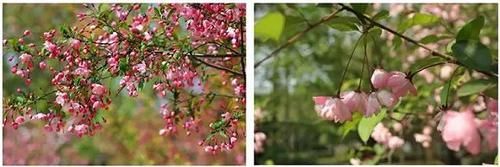  【园林景观】赏花不知花叫啥？一份春季花朵辨认指南请查