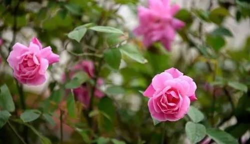 『代表着』花友选出了自己认为最美的50种花