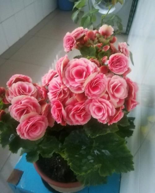  「漂亮」家中养花，试试3种漂亮的花，水果花香，四季开花不断，喜爆盆