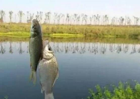  「鲫鱼的好奇」鲫鱼无口，多半不是饵的事，而是逗钓不到位