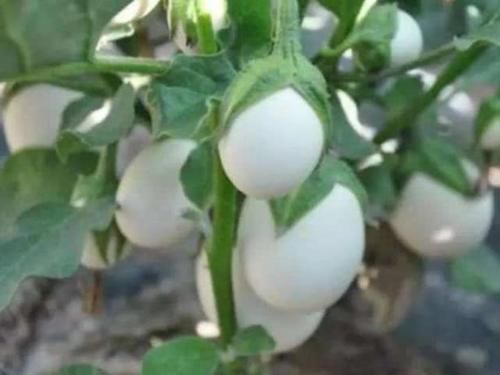 『呼呼』阳台种上“5种菜”,撒点种子就能呼呼长,吃了一茬又一茬!