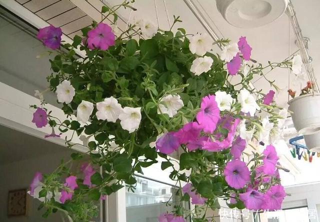  『花卉植物』不会养花？照着这“3点”做，准没错，阳台变花海，成小森林