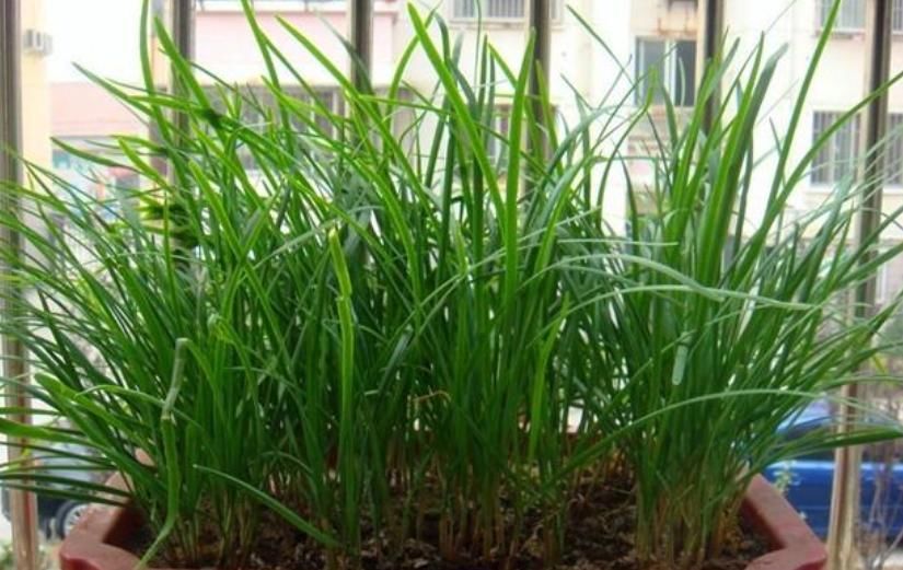  种菜：阳台盆栽5种菜，随吃随摘，不用出门买，吃完一茬又一茬！