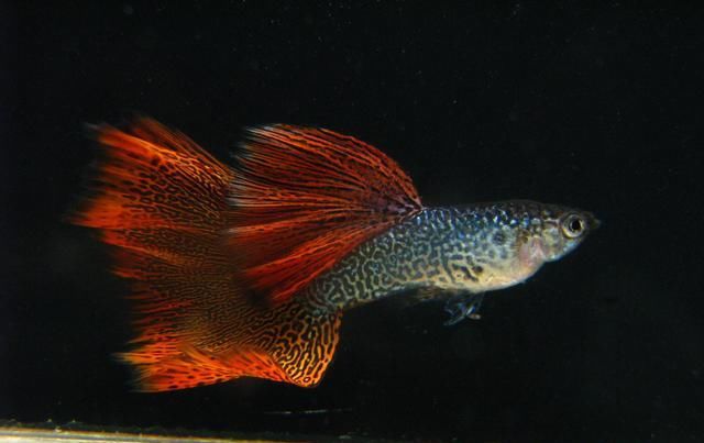  【均表现为】孔雀鱼太好繁殖啦，所以孔雀鱼的品种多到让你数不过来！