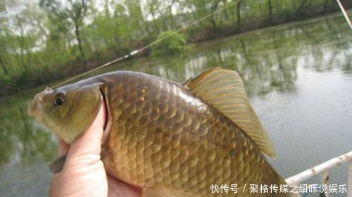  饵料的选择|春天来了，钓鲫鱼要分3时间段，不然就错过了第一个