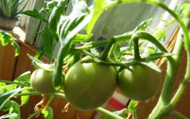  『蔬菜』常见12种蔬菜阳台种植教程，看完又能省下一笔钱啦！
