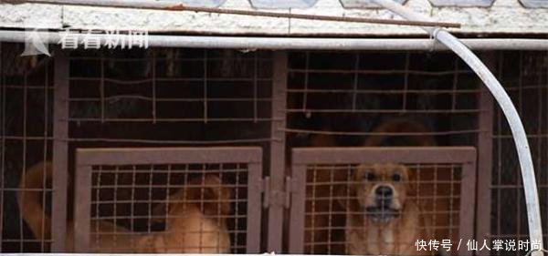 韩郊外现一狗肉合法加工厂1000只小狗等待被宰 快资讯