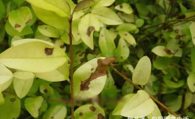 「遭遇」花养不好,遭遇“2大病害”,千万不要丢了,教你轻松解决