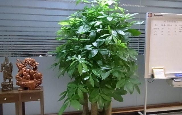 龟背竹@家里有“3种花”,5月开始要“遮阴”,否则黄叶不断,越养越难看