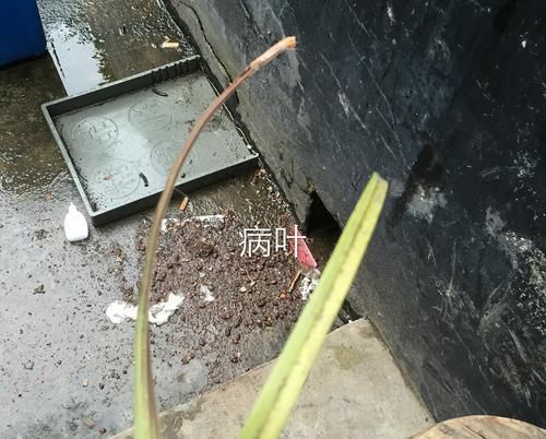  「错过」兰花退草还是兰花茎腐病？只需两个绝招，没判断错过
