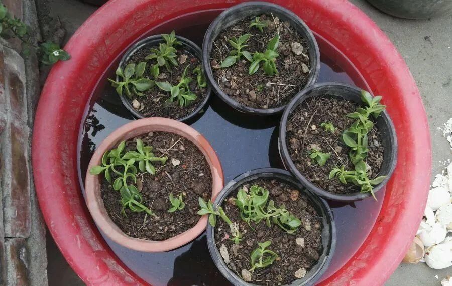 【慎养】这花要慎养,每年砍掉3麻袋,照样蹭蹭长!