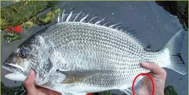 「东山叫红」46种海钓常见的鲷类鱼，最后一种高价的鱼原来也是鲷鱼，才知道