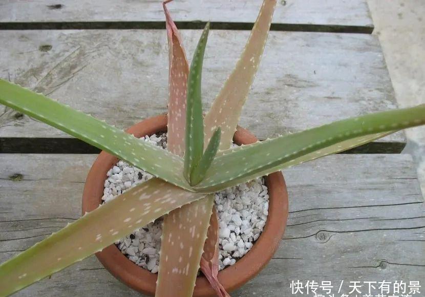 养护盆栽芦荟:盆栽芦荟的叶子变成褐色,“对症下药”能快速恢复翠绿