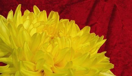 珍稀:此款菊花,花开如“雨润葵黄”,堪称“珍稀名菊”,高贵优美!