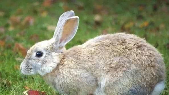 7种来自农村的“野味”，城里人压根就没见过，更别提吃过几种