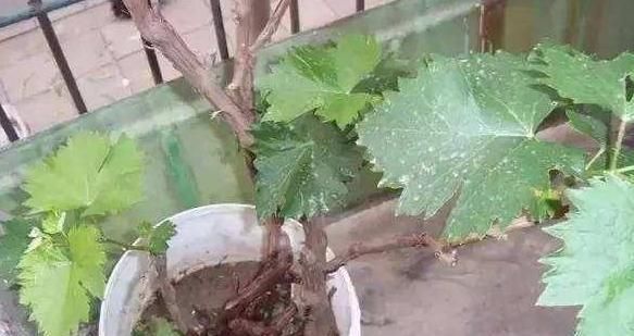  『葡萄』在家养绿植不如阳台种葡萄，既能看又能吃，夏季还能乘凉避暑