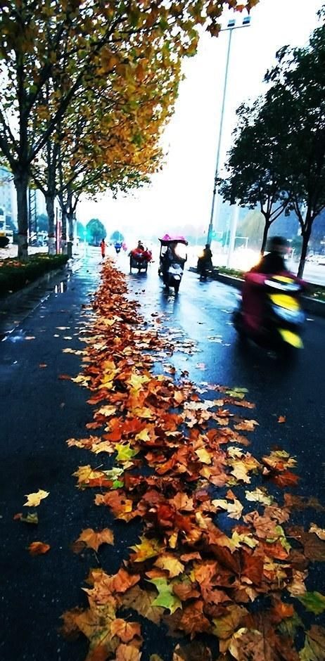 雨中，落叶，一片金黄