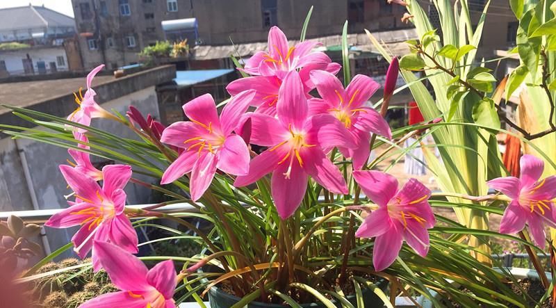  「入手」夏季最好养的花，丢土里就能活，花色美丽，花期达半年，值得入手