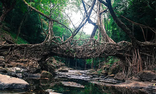 印度种树建出来的桥，500年来越来越牢固，一次性可过50人