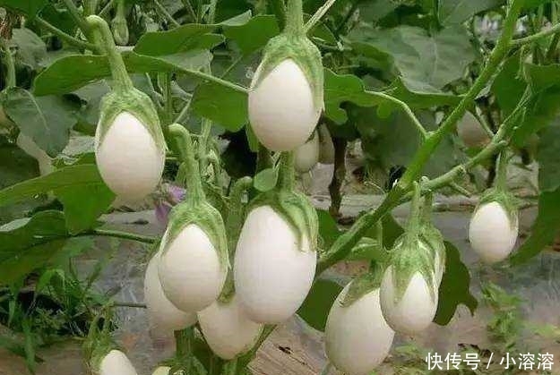  #果子#南方1种蛋树，秋天一到，果子挂满，就像一个个“鸡蛋”挂在树上