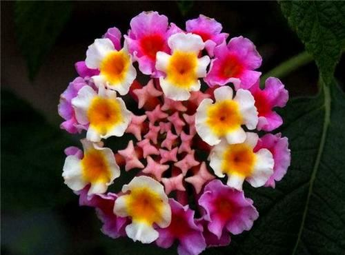  #五色#色彩斑斓的五色梅如何养？教你3个养护五色梅的妙招，花开满盆