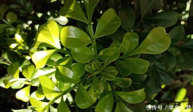 『珍珠全面屏』新生代的小明星-荣耀畅玩9A能不能撩动你的骚色之心