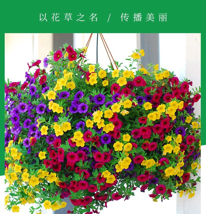  【漂亮】4种便宜的花草，最爱在春天开花，剪一茬开一茬，开得越来越漂亮！叶子也很美