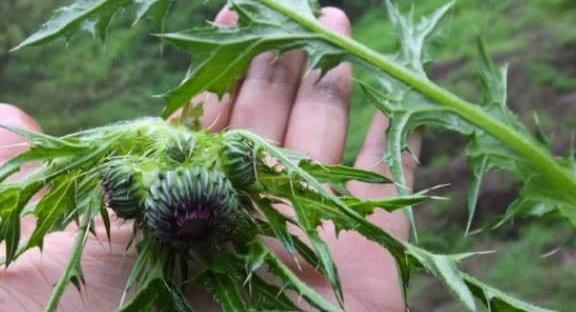 农村一种野草，浑身长刺却被誉为“药王”，却被农民当杂草除掉！