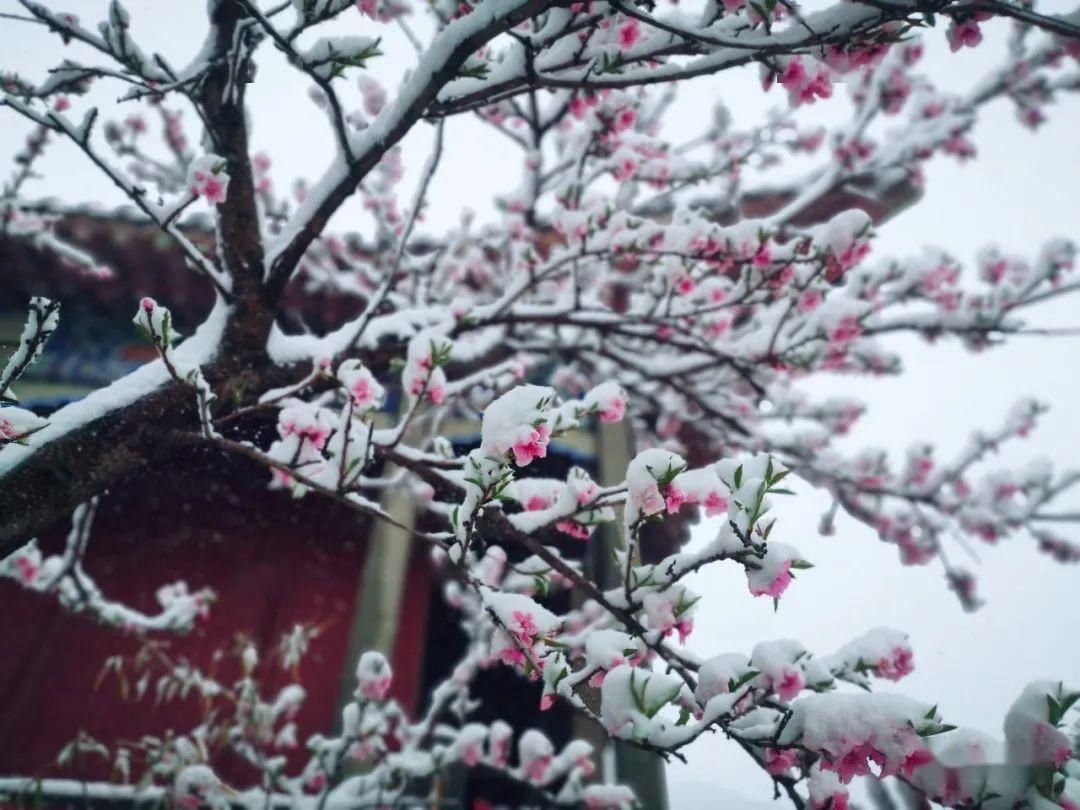  『岱宗』春雪空濛落岱宗，最美人间四月天