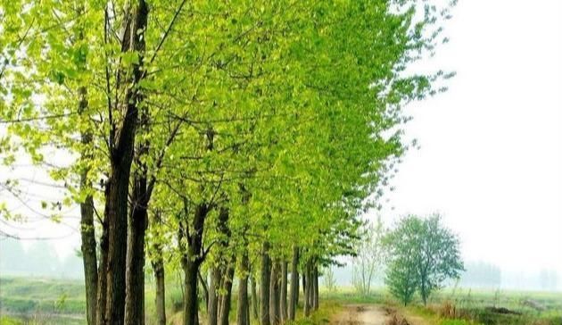  #有门道#门前种树有门道，5种树镇宅，运道好，3种树要躲开，你了解吗