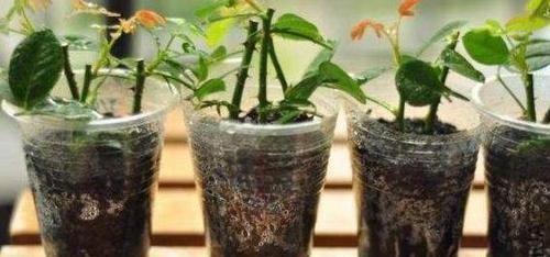  漂亮■1种好养的花，现在折个枝，插到花盆，养2年，家里家外成花园