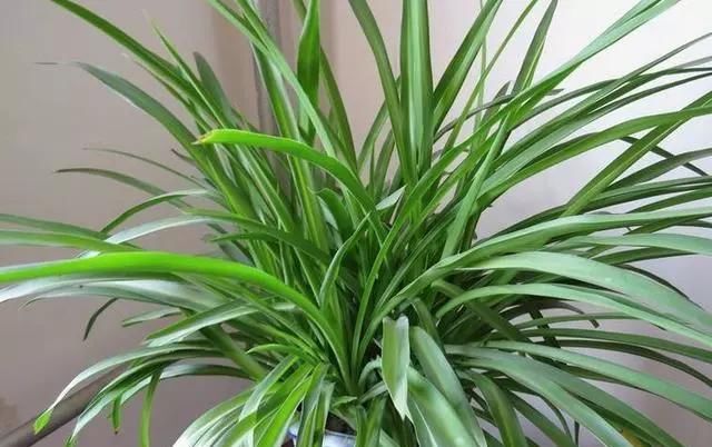  「植物」4种花“叶子肥”还耐旱,客厅养一盆30天不浇水,长得越来越旺