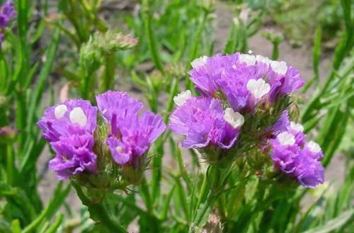  「观赏凤梨」4种“寓意花”，养一盆好运又如意，更适合送人，别忽视