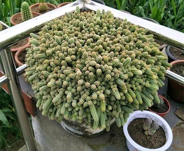  [种植物]家里仙人球养得好，放在阳台就能长，真好看！