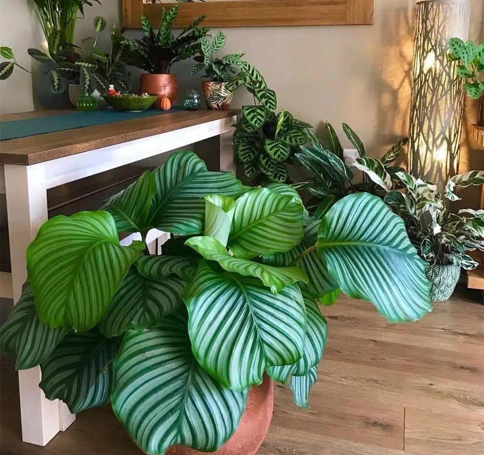  「喜欢疏松肥沃」八种不爱晒太阳的花，一晒就发蔫！