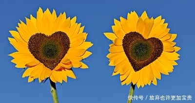  『阳光』如何在自己的阳台上种植美丽可口的向日葵