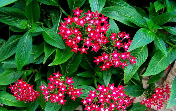  『就可以』这1种花，不光开花数量数不清，还能从夏开到秋！