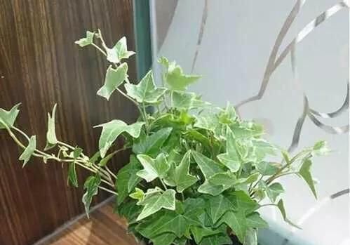  【阳光】常青藤，扦插1个枝，一年长一大片，没有阳光、浇点水也能长爆盆