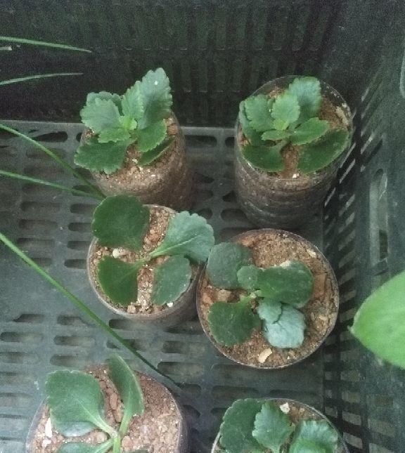  『一分钱』不花一分钱,掐个叶片就能活