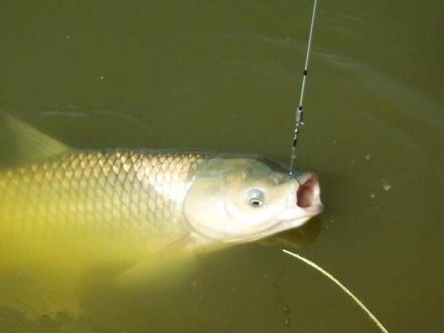 「般的」不停涮饵、如同小鱼闹窝般的试口不断,野钓遇滑鱼逗窝该怎么处理